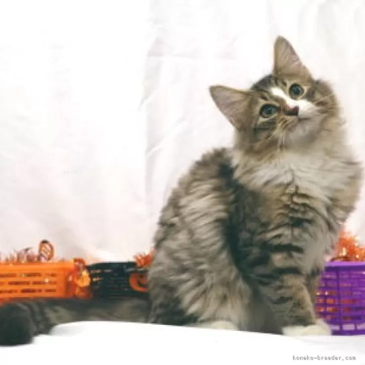 ID：2409-02744の子猫