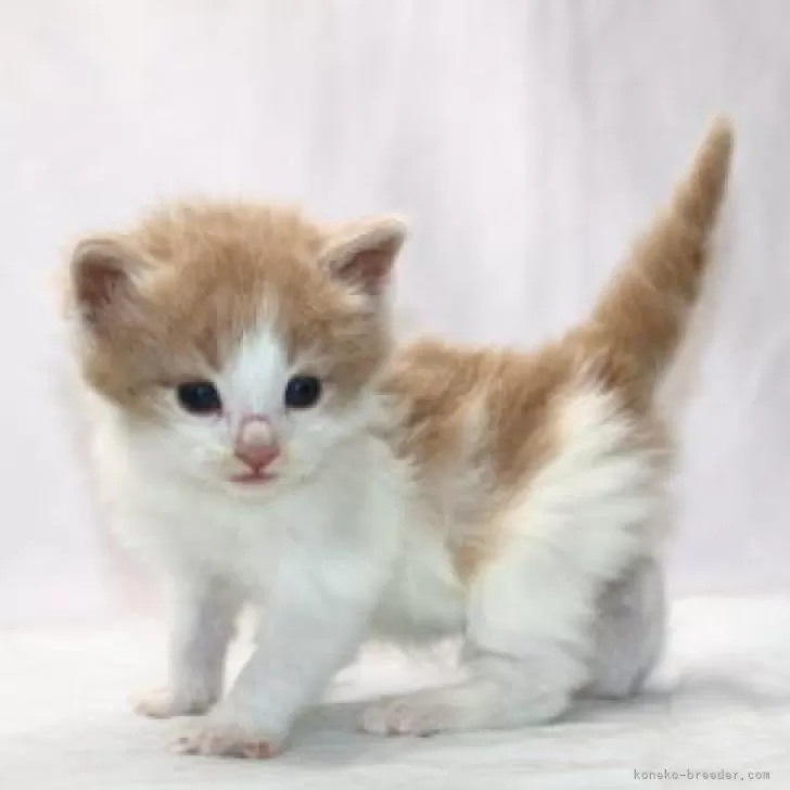 ID:2404-02803の子猫
