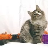 ノルウェージャンフォレストキャット【静岡県・男の子・2024年4月28日・ブラウン マッカレル タビー アンド ホワイト】の写真1「去勢手術代込みのお値段です。とってもハンサム、性格もいいです。」