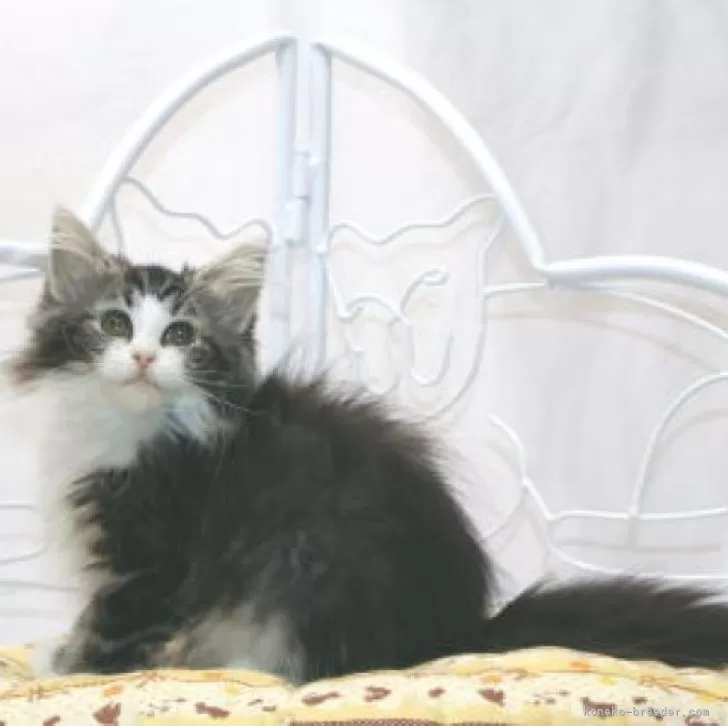 ID：2510-00490の子猫