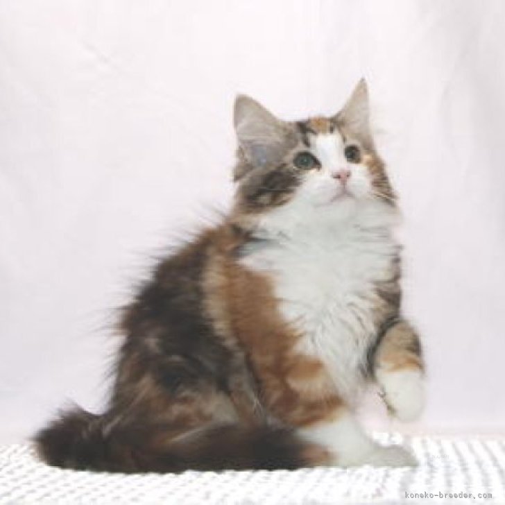 ノルウェージャンフォレストキャット【静岡県・女の子・2025年6