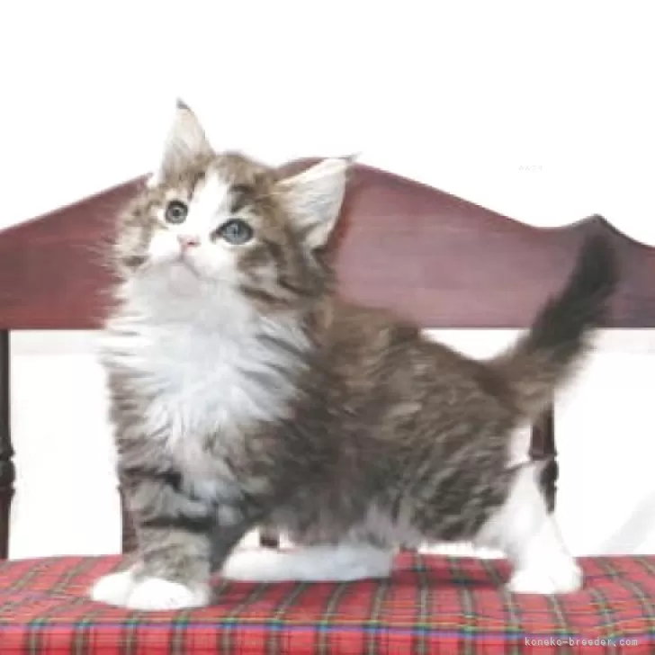 ID：2507-02788の子猫