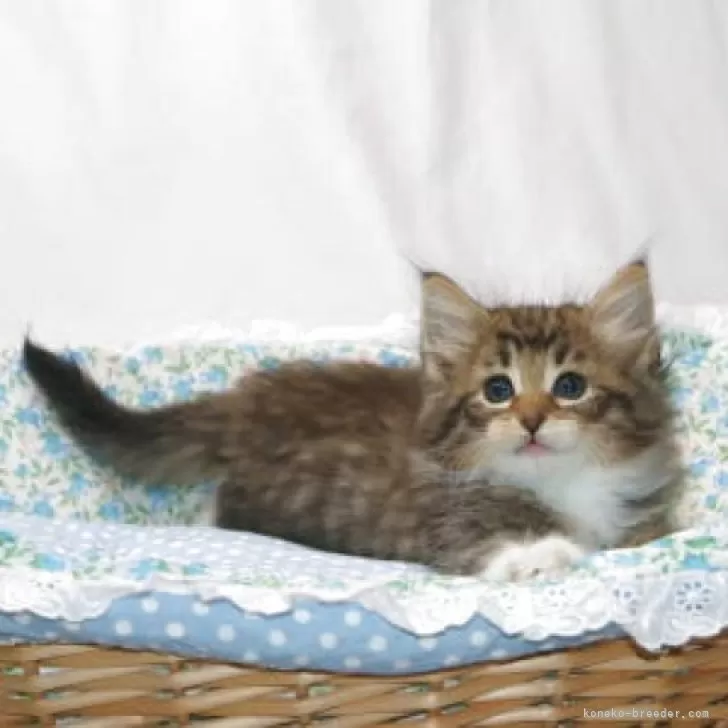 ID:2506-03476の子猫