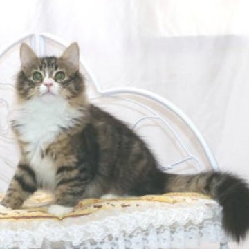 ノルウェージャンフォレストキャット【静岡県・女の子・2025年5月20日・ブラウン クラシック タビー&ホワイト】の写真「面被りもチャーミング、とっても愛らしい子です。」