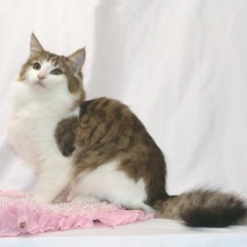 ノルウェージャンフォレストキャット【静岡県・女の子・2025年5月25日・ブラウン クラシック タビー&ホワイト】の写真「とっても美人さん、性格も可愛い女の子♪」