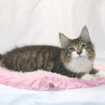 ノルウェージャンフォレストキャット【静岡県・男の子・2025年6月14日・ブラウン マッカレル タビー アンド ホワイト】の写真「とっても甘ったれな膝乗り猫、可愛い男の子です。」