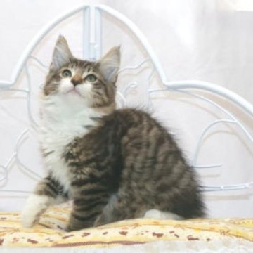 ノルウェージャンフォレストキャット【静岡県・男の子・2025年6月14日・ブラウン マッカレル タビー アンド ホワイト】の写真「面被りもチャーミング、とっても愛らしい子です。」