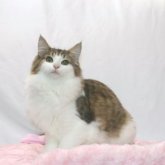 ノルウェージャンフォレストキャット
