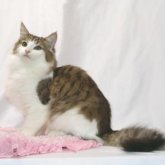 ノルウェージャンフォレストキャット