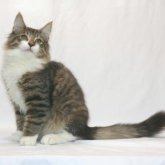 ノルウェージャンフォレストキャット