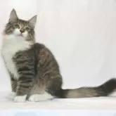 ノルウェージャンフォレストキャット