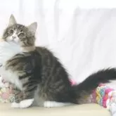 ノルウェージャンフォレストキャット