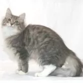 ノルウェージャンフォレストキャット