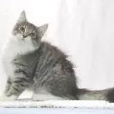 ノルウェージャンフォレストキャット