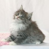 ノルウェージャンフォレストキャット