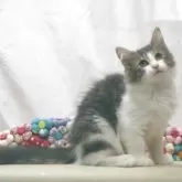 ノルウェージャンフォレストキャット