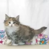 ノルウェージャンフォレストキャット