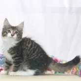 ノルウェージャンフォレストキャット
