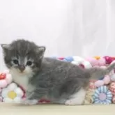 ノルウェージャンフォレストキャット