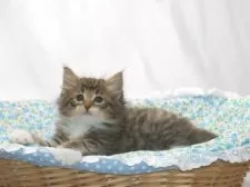 ノルウェージャンフォレストキャット【静岡県・男の子・2025年5月1日・ブラウン マッカレル タビー アンド ホワイト】の写真4