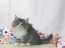 ノルウェージャンフォレストキャット【静岡県・女の子・2025年9月1日・ブラウン マッカレル タビー アンド ホワイト】の写真4