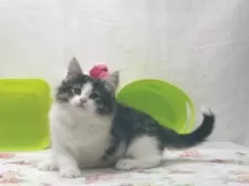 ノルウェージャンフォレストキャット【静岡県・女の子・2024年12月31日・ブラウン マッカレル タビー アンド ホワイト】の写真5