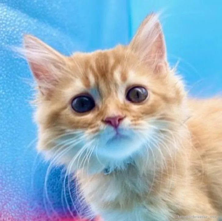 ID：2207-01704の子猫