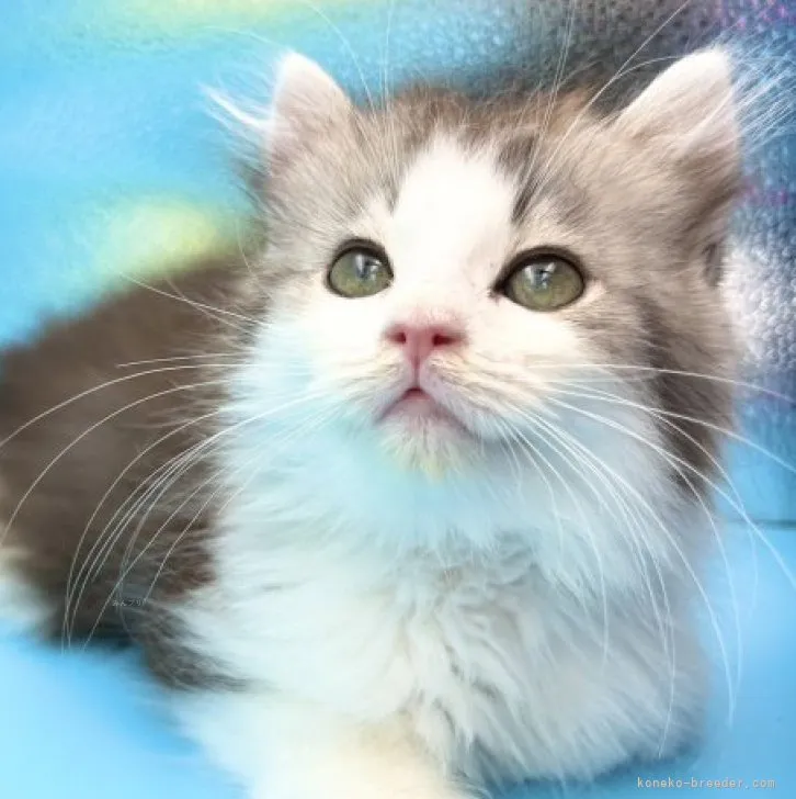 ID：2308-00448の子猫