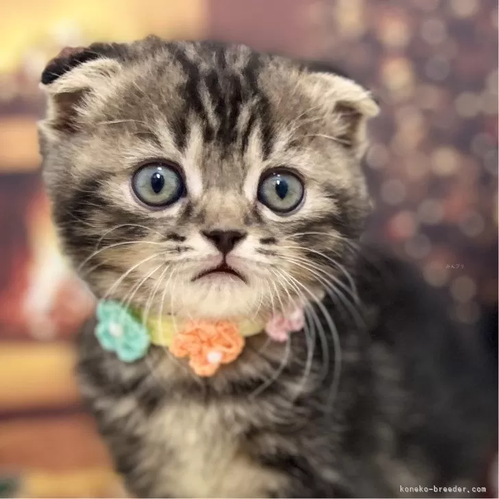 ID:2411-01534の子猫
