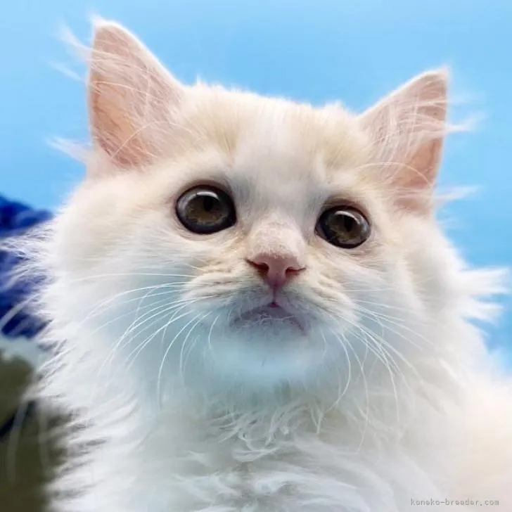 ID:2210-01312の子猫