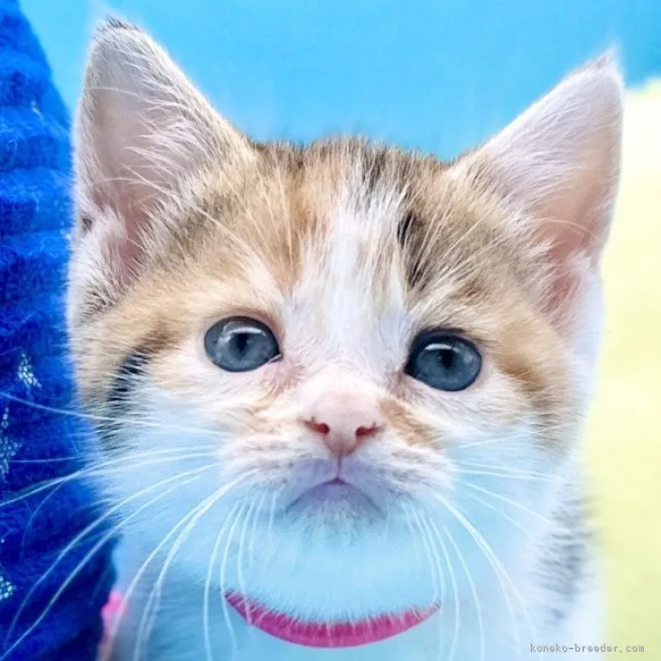 ID:2310-01425の子猫