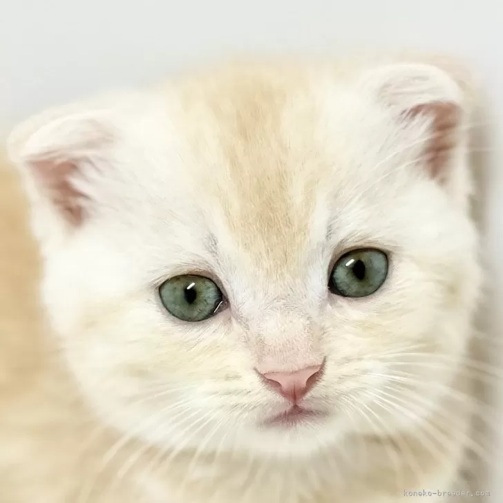 ID：2405-01705の子猫