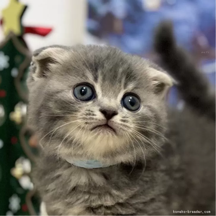 ID:2411-01540の子猫