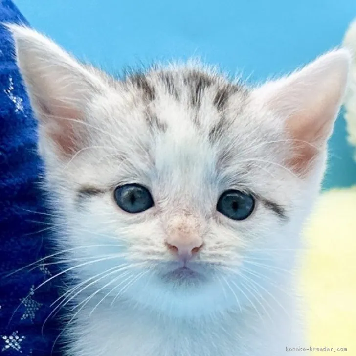 ID:2310-01418の子猫