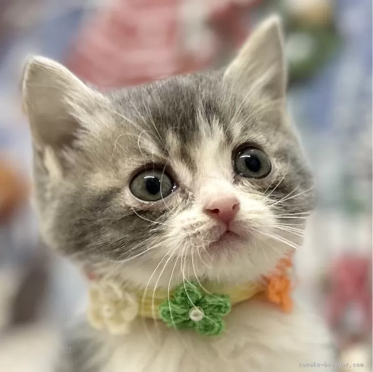 ID：2411-02408の子猫