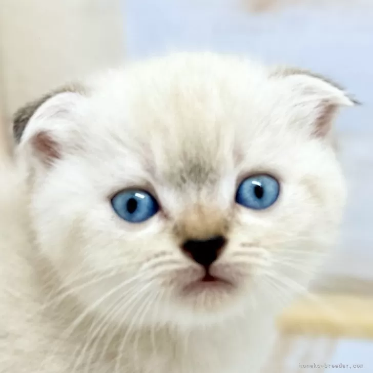 ID：2405-03855の子猫