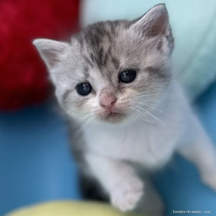 ID：2304-00104の子猫