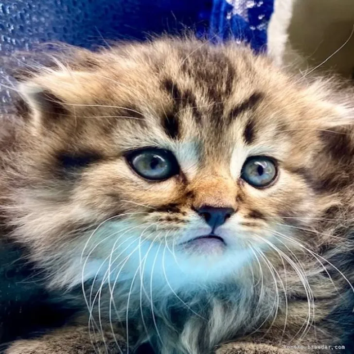 ID：2212-00299の子猫