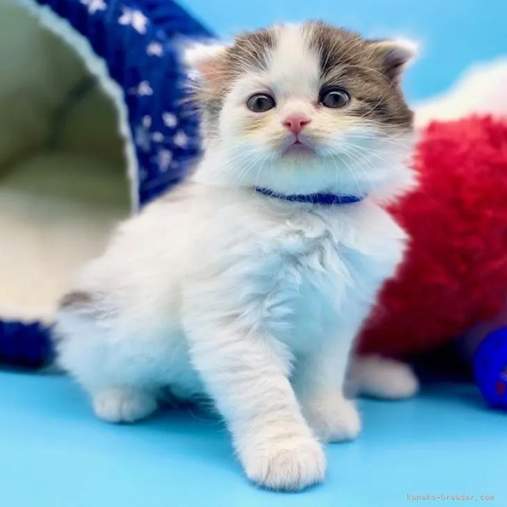 ID：2207-01670の子猫