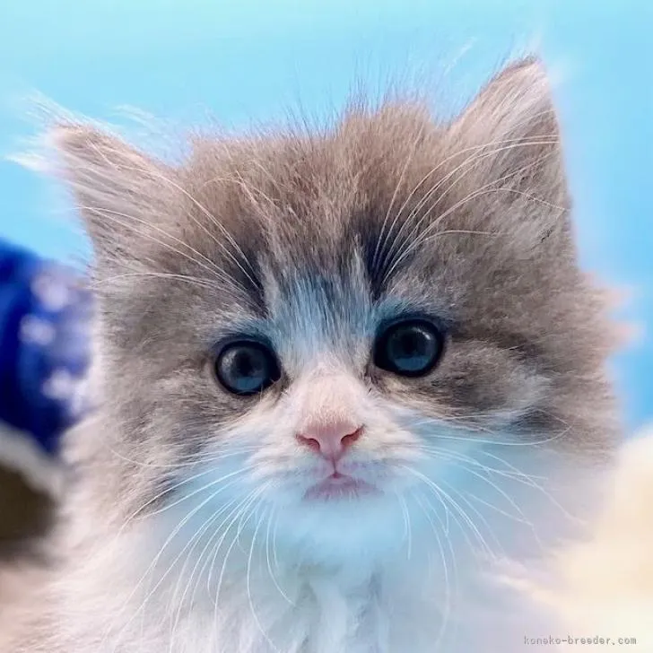 ID：2212-00010の子猫