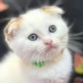 スコティッシュフォールド(折れ耳)【神奈川県・男の子・2024年8月2日・バン(キャリコ)】の写真1「ちょっぴり困った表情がたまらない💗」