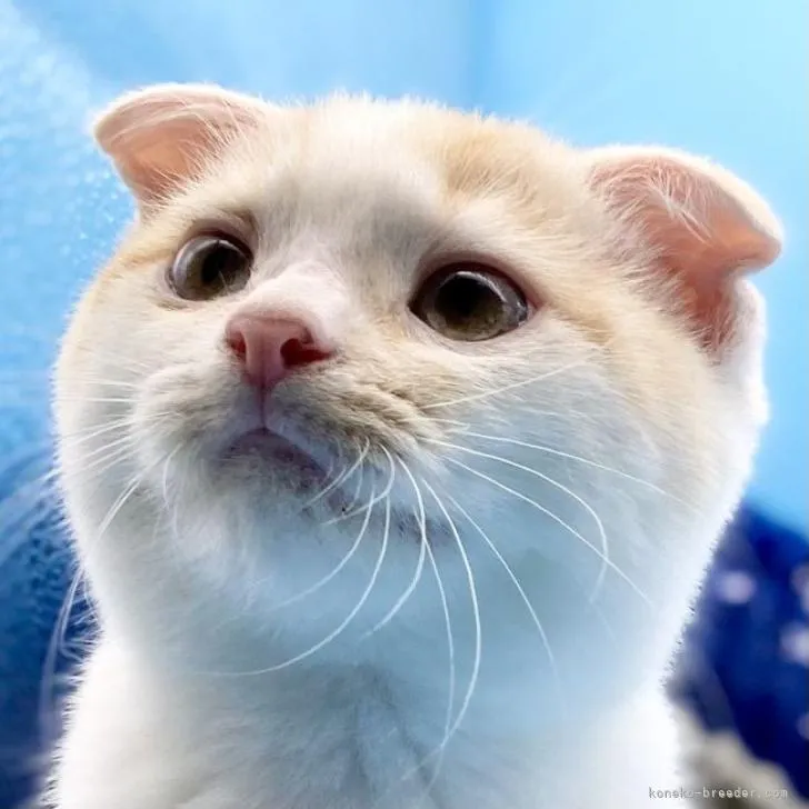 ID:2209-02544の子猫