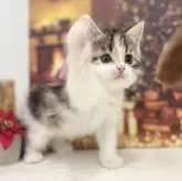 スコティッシュフォールド(立ち耳)【神奈川県・女の子・2024年10月10日・キャリコ】の写真5「「このおやつをー…」「はいっ!!!」」