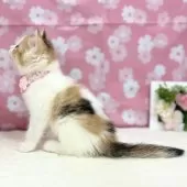 スコティッシュフォールド(立ち耳)【神奈川県・女の子・2025年3月13日・キャリコ】の写真10