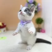 スコティッシュフォールド(立ち耳)【神奈川県・男の子・2025年6月30日・ブルー&ホワイト】の写真4「立った！？」