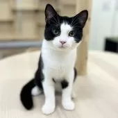 スコティッシュフォールド(立ち耳)【神奈川県・男の子・2025年3月9日・ブラック&ホワイト】の写真2「凛々しい表情☆」