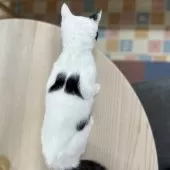 スコティッシュフォールド(立ち耳)【神奈川県・男の子・2025年3月9日・ブラック&ホワイトバン】の写真3「羽がはえてるみたい♪」