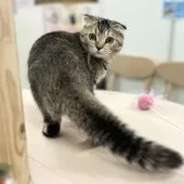 スコティッシュフォールド(折れ耳)【神奈川県・女の子・2025年5月27日・ブラウンタビー】の写真3「ふりかえり♡」