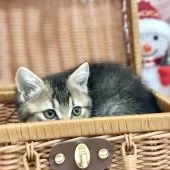 スコティッシュフォールド(立ち耳)【神奈川県・女の子・2025年9月8日・ブラウンタビ―】の写真6