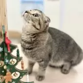 スコティッシュフォールド(折れ耳)【神奈川県・女の子・2025年5月27日・ブラウンタビー】の写真4